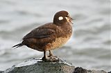 Harlequin Duck